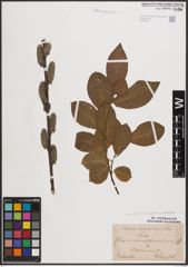 Foto von Salix caprea L. x Salix eleagnos Scop.